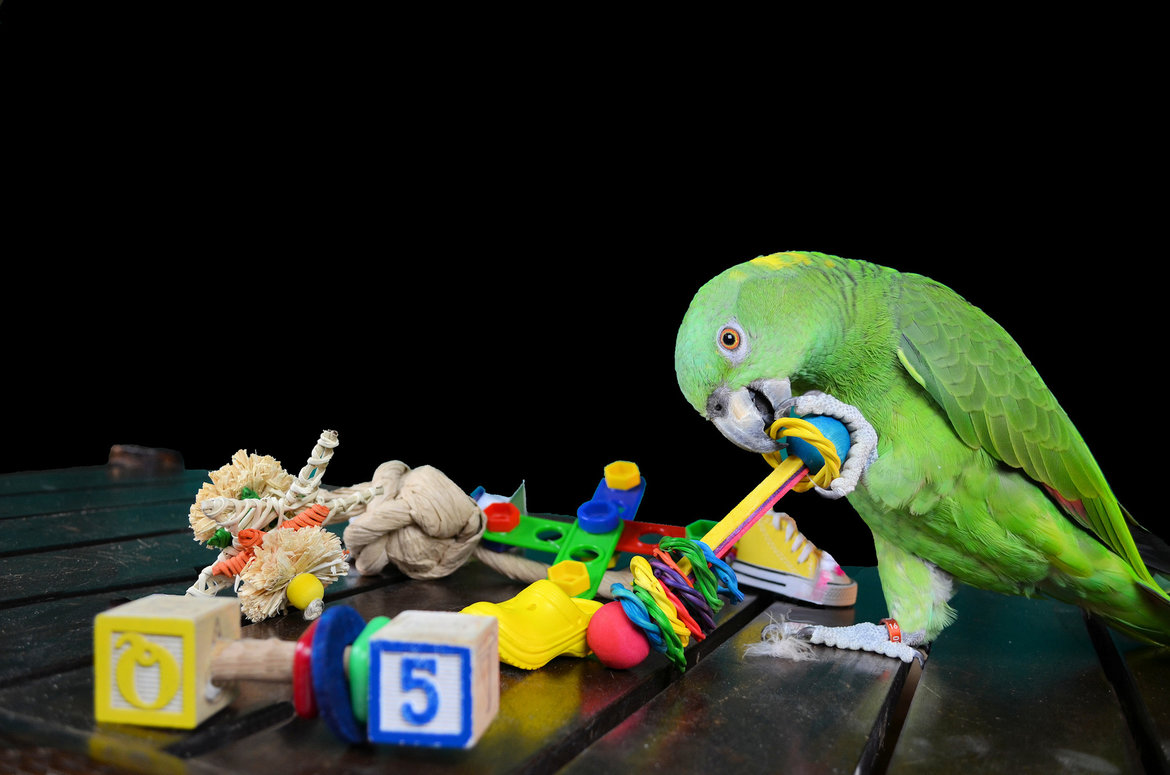 Jouets-pour-les-pieds-et-la-table