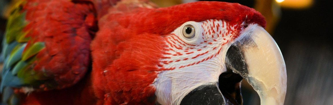 Le plus grand magasin de perroquets des Pays-Bas