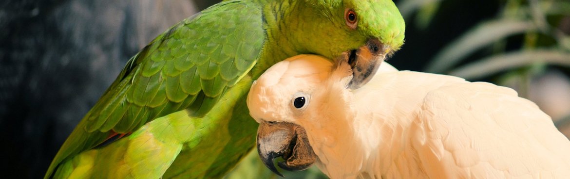 Vous pouvez également contacter Dieca si vous avez des problèmes de comportement ! Nous aimons vous aider!  Icoon voor Geve